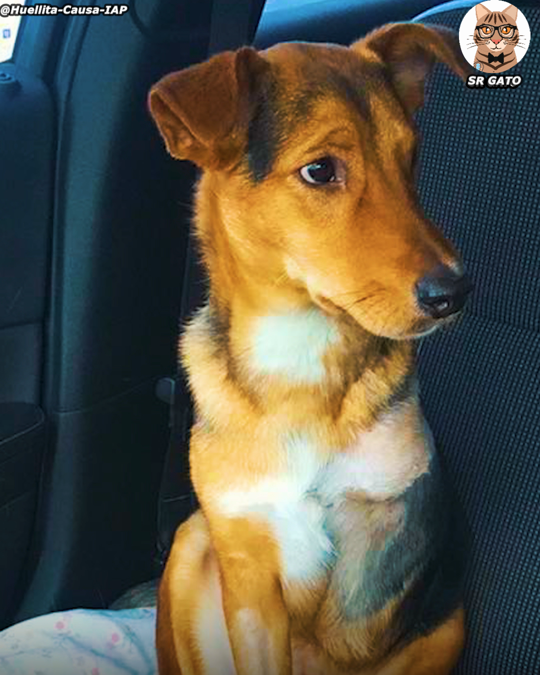 Perro rescatado feliz en brazos de su adoptante